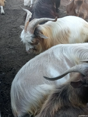 Vand tapi pt prasila - imagine 4