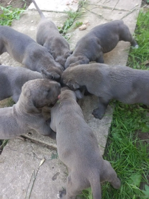 Vand 3 cateluse  pui cane corso Bleu - imagine 2 Vand 3 cateluse  pui cane corso Bleu - imagine 2