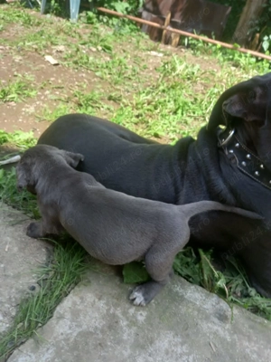 Vand 3 cateluse  pui cane corso Bleu - imagine 3 Vand 3 cateluse  pui cane corso Bleu - imagine 3