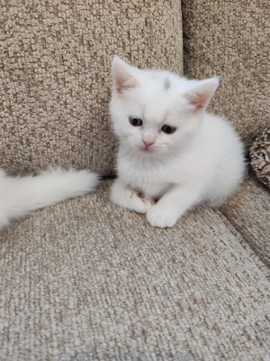 Pisici british scotish - imagine 2