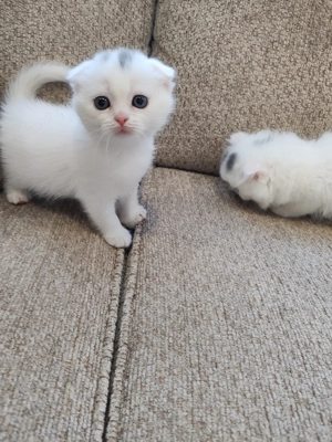 Pisici british scotish - imagine 3