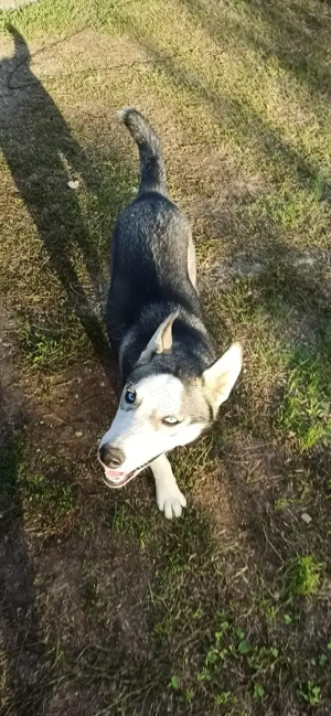 Catelusa Husky - imagine 2