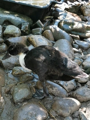 Rațe ornament metis