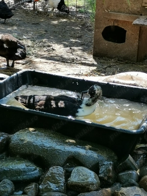 Rațe ornament metis - imagine 2