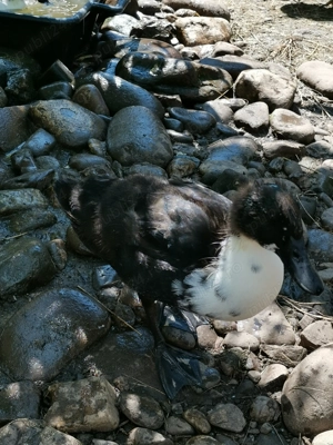 Rațe ornament metis - imagine 5