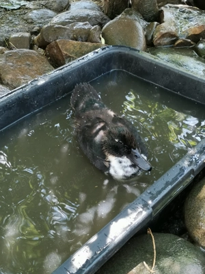 Rațe ornament metis - imagine 3