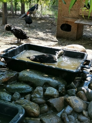 Rațe ornament metis - imagine 4