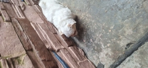 Vând bichon maltez rasa pură