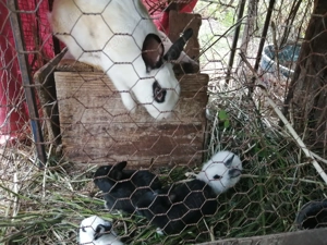 Iepuri de casa pui sau adulti, individual sau perechi - imagine 5