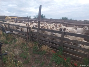 Vand  berbeci cu origine