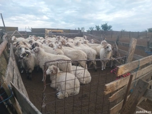 Vand  berbeci cu origine - imagine 2 Vand  berbeci cu origine - imagine 2