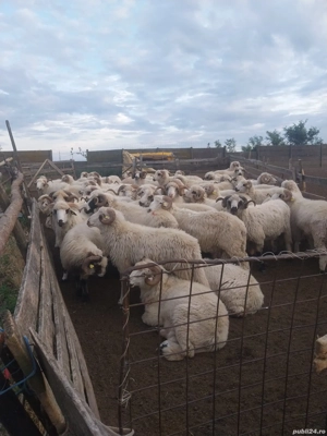 Vand  berbeci cu origine - imagine 3 Vand  berbeci cu origine - imagine 3