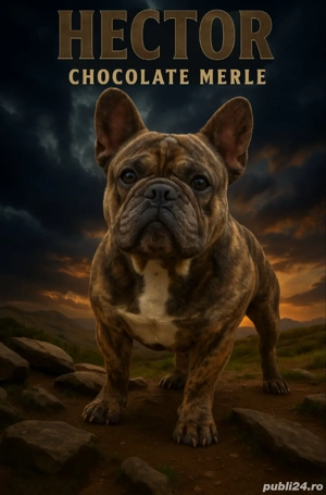 Mascul Disponibil Bulldog Francez - imagine 2