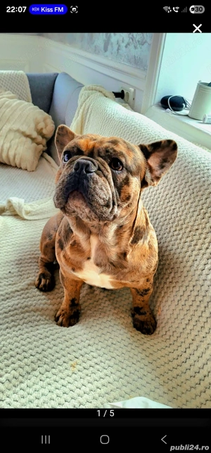 Mascul Disponibil Bulldog Francez - imagine 3