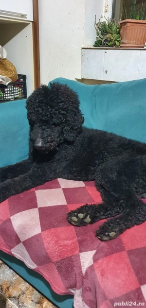 Pudel imperial cu pedegree FCI - imagine 2