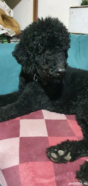 Pudel imperial cu pedegree FCI - imagine 3