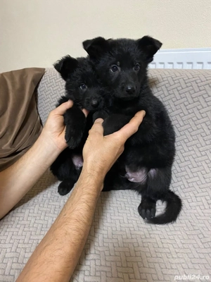 Căței ciobănesc german negru (alsacian)  - imagine 2