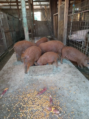 Purcei mangalita  - imagine 2