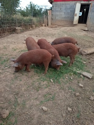 Suldei mangalita rasa pura 