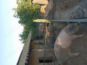 Vând doi porci crescuți la tara 