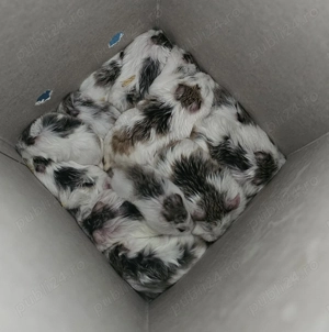 Micky Mouse  jucării vii