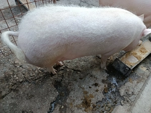 purcea de vanzare 200 kg