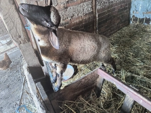 Vând mieluță tanara - imagine 3