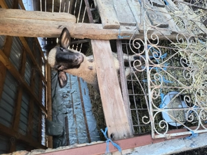 Vând mieluță tanara