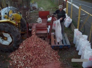 Bourgoin Bamby Batoza profesionala pentru porumb stiuleti  - imagine 3