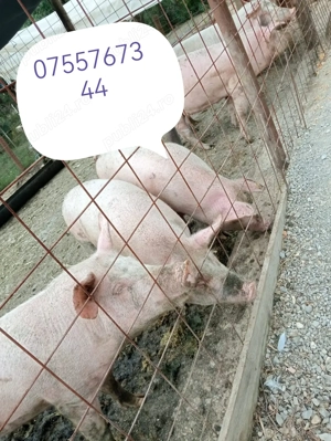 Porci de vanzare. 
