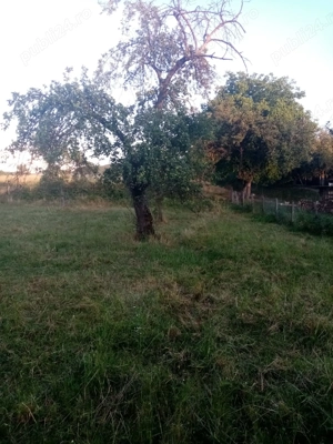 Casa de vanzare Gladna Romana, judetul Timis  - imagine 8