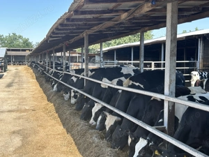 Taurasi de vânzare carcasa sau în viu