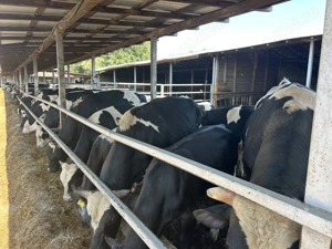 Taurasi de vânzare carcasa sau în viu - imagine 2 Taurasi de vânzare carcasa sau în viu - imagine 2