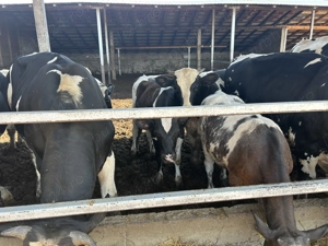 Taurasi de vânzare carcasa sau în viu - imagine 5 Taurasi de vânzare carcasa sau în viu - imagine 5