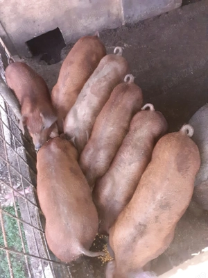 Purcei de vînzare , pt detalii la nr de tel   