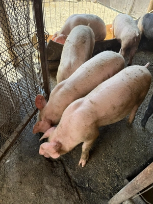 Purcei , grasuni - imagine 3