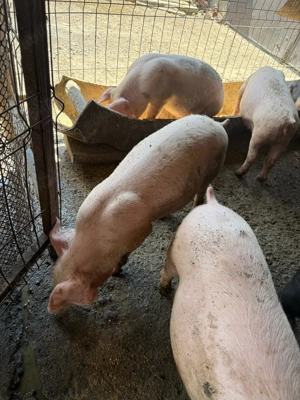 Purcei , grasuni - imagine 2