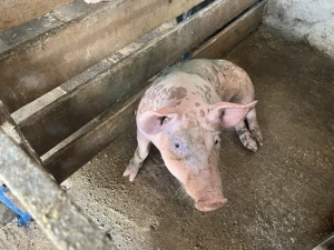 De vânzare pietrean belgian - imagine 2 De vânzare pietrean belgian - imagine 2