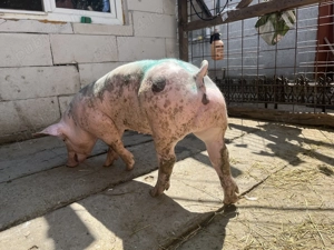 De vânzare pietrean belgian - imagine 4 De vânzare pietrean belgian - imagine 4