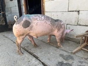 De vânzare pietrean belgian - imagine 3 De vânzare pietrean belgian - imagine 3