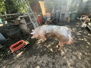 De vânzare pietrean belgian - imagine 5 De vânzare pietrean belgian - imagine 5