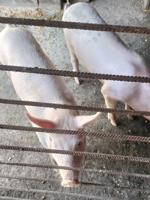 Purcei de vănzare ,mai multe detalii la telefon. - imagine 3