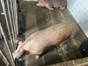 De vânzare purcei   - imagine 3