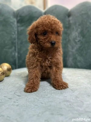 Pudel poodle red talie medie, fetițe  - imagine 1 Pudel poodle red talie medie, fetițe  - imagine 1