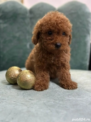 Pudel poodle red talie medie, fetițe  - imagine 2 Pudel poodle red talie medie, fetițe  - imagine 2