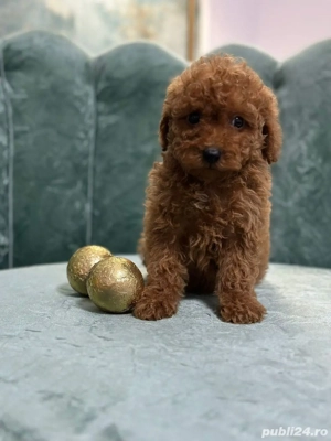 Pudel poodle red talie medie, fetițe  - imagine 3 Pudel poodle red talie medie, fetițe  - imagine 3