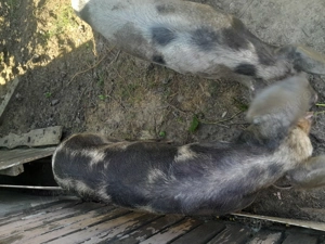 Vind purcel 40 kg - imagine 2