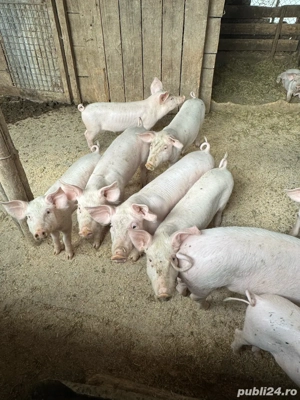 Purcei de vanzare - imagine 2 Purcei de vanzare - imagine 2