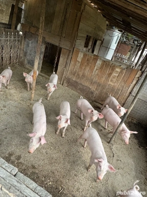 Purcei de vanzare - imagine 3 Purcei de vanzare - imagine 3