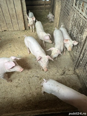 Purcei de vanzare - imagine 4 Purcei de vanzare - imagine 4